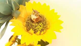 Апартаменты Apartment Nada Котор Апартаменты-студио-22