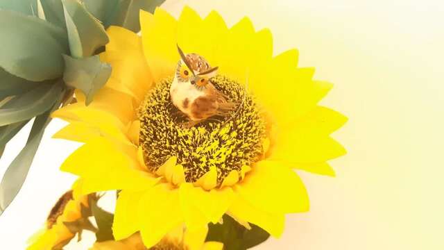 Апартаменты Apartment Nada Котор-24